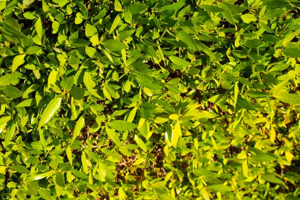 Background of green bushes in egypt in the sun — Stock Photo, Image