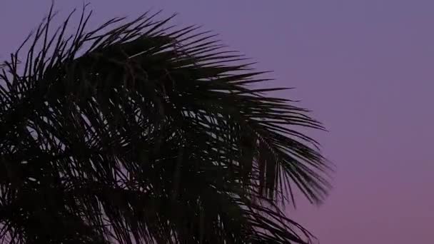 Palmboom Zwaaiend Van Wind Bij Zonsondergang Egypte Sharm Sheikh — Stockvideo