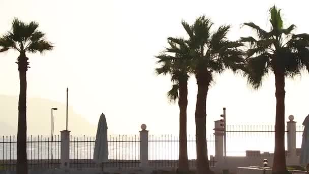 Palmy Houpe Větru Sharm Sheikh Slunný Slunečný Den Hotelu — Stock video