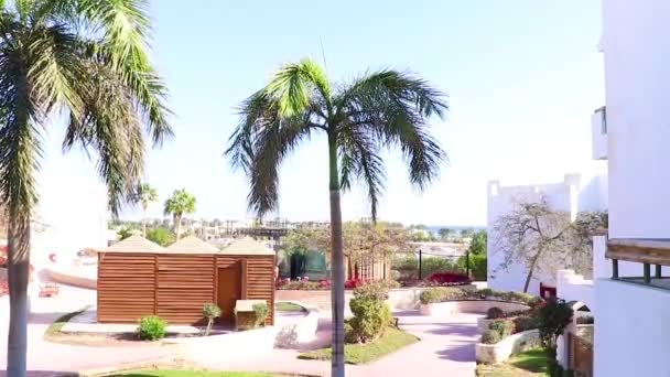 Palma Kołysze Się Wiatru Sharm Sheikh Słoneczny Dzień Hotelu — Wideo stockowe