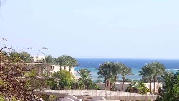 palmier balance du vent sur sharm el sheikh par une journée ensoleillée ensoleillée à l'hôtel 