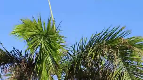 Palmera Balancea Del Viento Sharm Sheikh Día Soleado Soleado Hotel — Vídeos de Stock