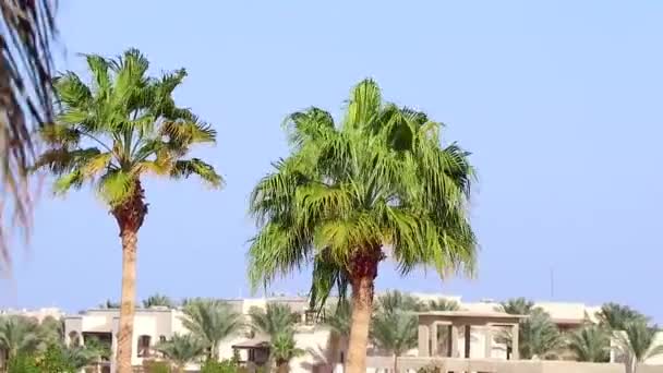 Palma Kołysze Się Wiatru Sharm Sheikh Słoneczny Dzień Hotelu — Wideo stockowe