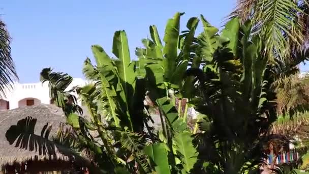 在酒店阳光明媚的日子里 棕榈树在风中飘扬 — 图库视频影像