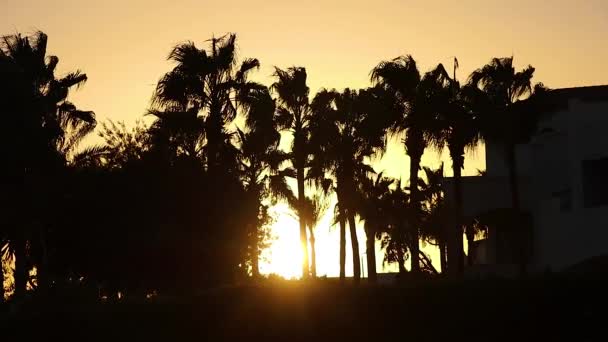 在酒店阳光明媚的日子里 棕榈树在风中飘扬 — 图库视频影像