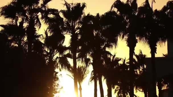 Palmera Balancea Del Viento Sharm Sheikh Día Soleado Soleado Hotel — Vídeo de stock