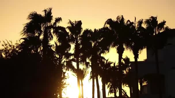 Güneşli Bir Otelde Güneşli Bir Günde Sharm Sheikh Palmiye Ağaçları — Stok video