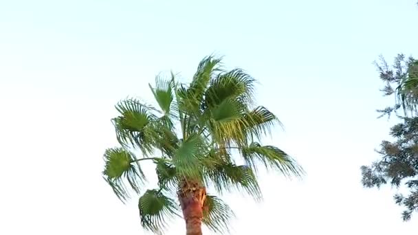 Пальма Колеблется Ветра Шарм Эль Шейх Солнечный Солнечный День Отеле — стоковое видео