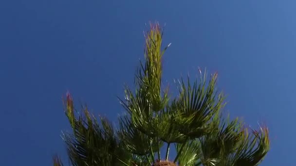 ヤシの木が風に吹かれながらホテルの晴れた日には — ストック動画