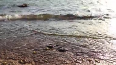 Güneşli bir günde Mısır kıyılarında dalgalar Sharm el Sheikh 'de