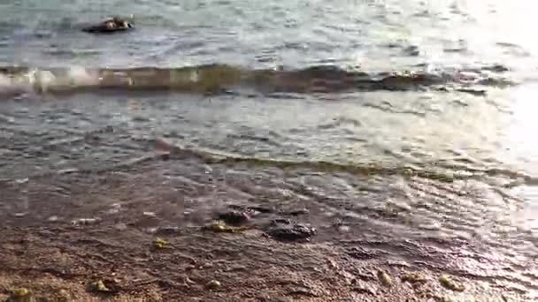 Vagues Sur Côte Egypte Dans Sharm Sheikh Par Jour Clair — Video