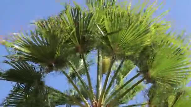 Palmera Balancea Del Viento Sharm Sheikh Día Soleado Soleado Hotel — Vídeo de stock