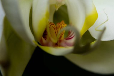 İzole edilmiş bir arkaplanda beyaz orkide yakın plan