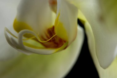 İzole edilmiş bir arkaplanda beyaz orkide yakın plan