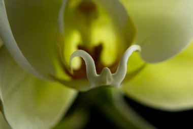 İzole edilmiş bir arkaplanda beyaz orkide yakın plan