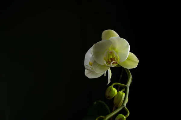 Bílá orchidej zblízka na izolovaném pozadí — Stock fotografie