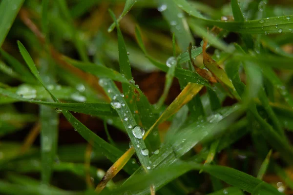 Gotas de água na grama após a chuva fechar — Fotografia de Stock