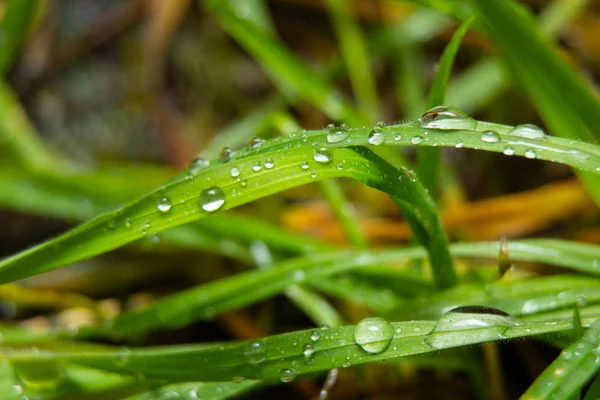 Droppar vatten på gräs efter regn närbild — Stockfoto