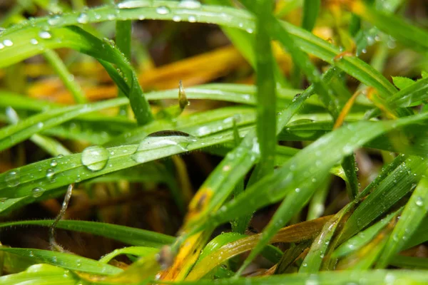 Droppar vatten på gräs efter regn närbild — Stockfoto