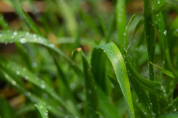 Droppar vatten på gräs efter regn närbild — Stockfoto