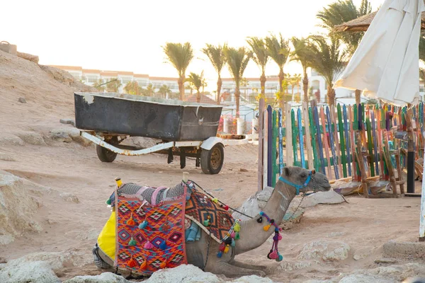 Camelo na praia na praia no Egito — Fotografia de Stock