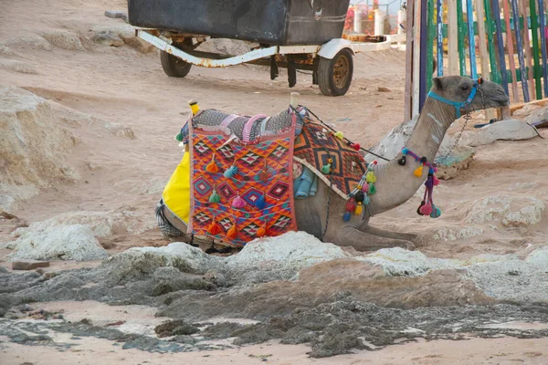 Camelo na praia na praia no Egito — Fotografia de Stock