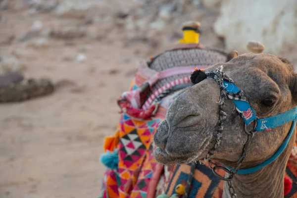 Chameau sur la plage sur la plage en Egypte — Photo