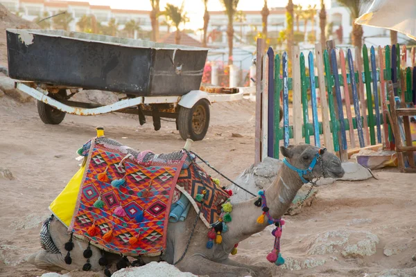 Camello en la playa en la playa de Egipto — Foto de Stock