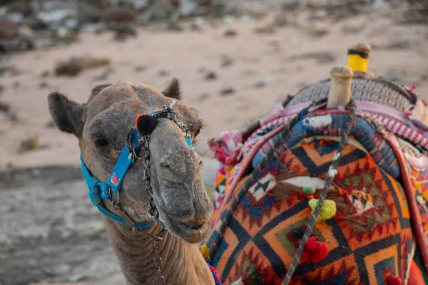 Kamel på stranden på stranden i egypt — Stockfoto