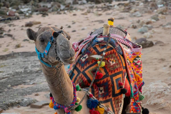 Kamel på stranden på stranden i egypt — Stockfoto
