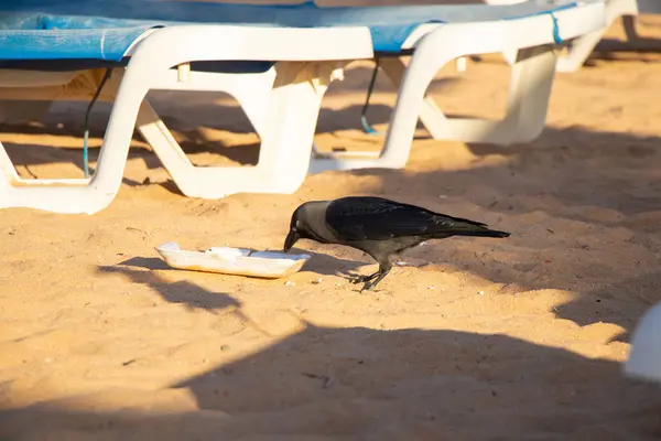 Varjak a strandon raj a szemét Egyiptomban — Stock Fotó