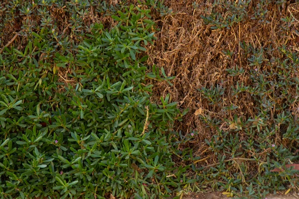 Cerca de hierba verde como fondo de cerca —  Fotos de Stock