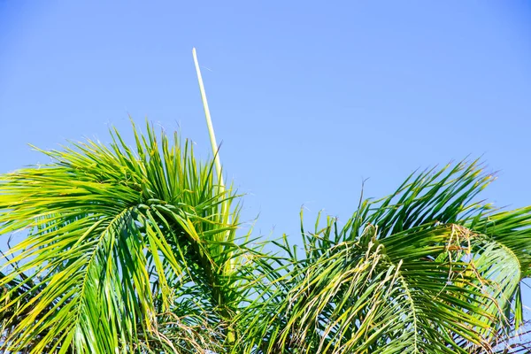 Palm tree on a sunny day in sharm el sheikh — Stock Photo, Image