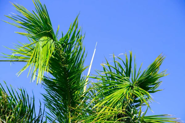 Palmboom op een zonnige dag in sharm el sheikh — Stockfoto