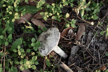 Beyaz yenilemez mantar çimenlerde yetişir.