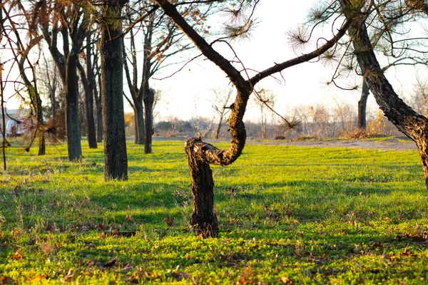 Arbres de conifères dans les parcs au soleil en Ukraine — Photo