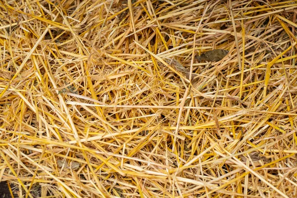 Yellow dry straw as background — Stock Photo, Image