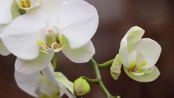 blühende Phalaenopsis-Orchidee im Wind in einem Park in Großaufnahme