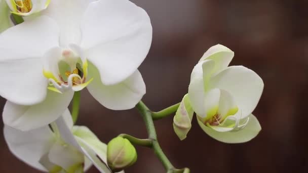 Kwitnąca Falaenopsis Orchidea Wietrze Parku Zbliżenie — Wideo stockowe