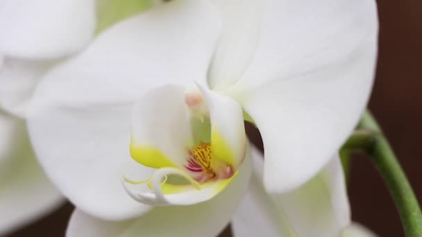 Orchidée phalaenopsis fleurie dans le vent dans un parc gros plan 