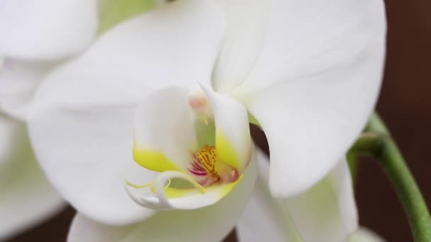 Blommande Phalaenopsis Orkidé Vinden Park Närbild — Stockvideo