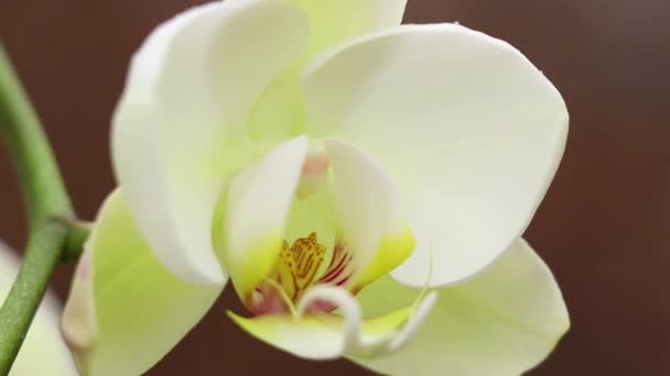 Blommande Phalaenopsis Orkidé Vinden Park Närbild — Stockvideo