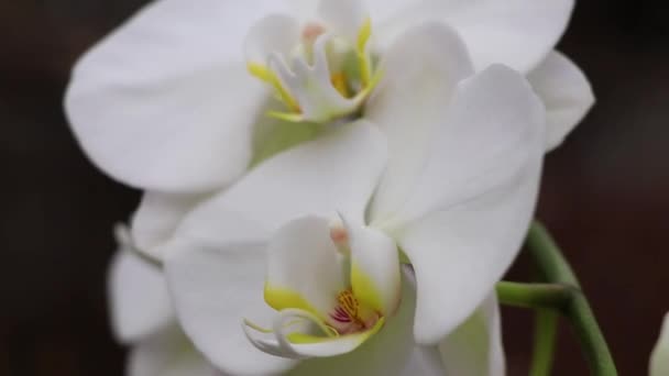 Blommande Phalaenopsis Orkidé Vinden Park Närbild — Stockvideo