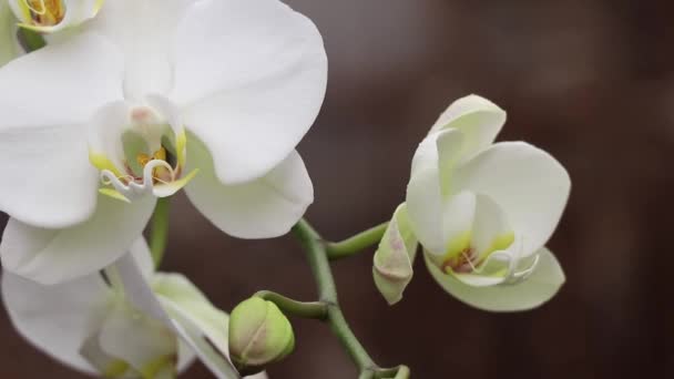 Fiore Del Orchid Nel Vento — Video Stock