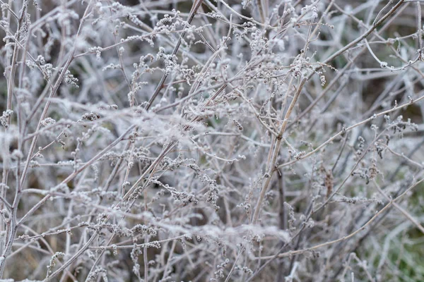 Grama congelada de manhã no inverno perto — Fotografia de Stock