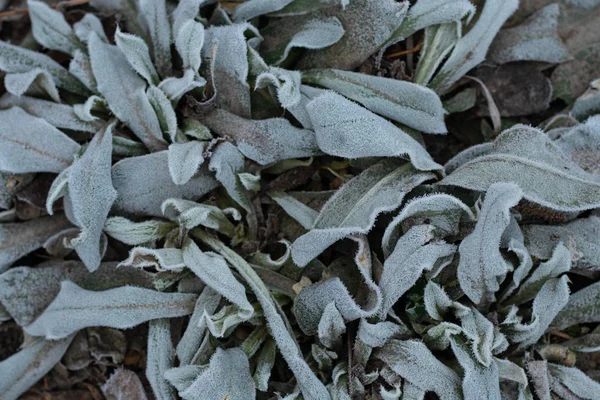 Grama congelada de manhã no inverno perto — Fotografia de Stock