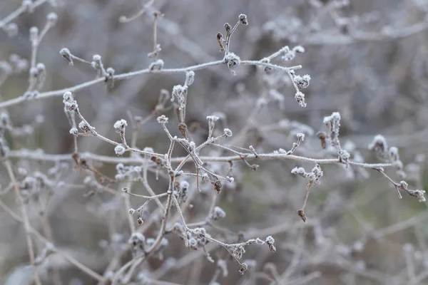 Grama congelada de manhã no inverno perto — Fotografia de Stock