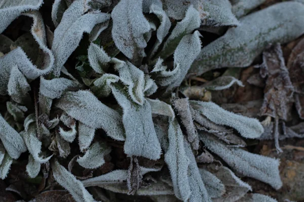 Grama congelada de manhã no inverno perto — Fotografia de Stock