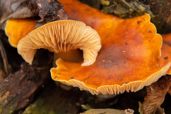 Flammulina velutipes σε ένα δάσος σε ένα κούτσουρο μεγαλώνει το χειμώνα στην Ουκρανία, μακροφωτογραφία — Φωτογραφία Αρχείου