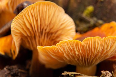 Ukrayna 'da kışın bir kütük üzerinde bir ormanda flammulina velutipes büyür, makro fotoğraf